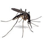 Mosquito