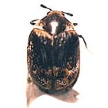 carpet beetle
